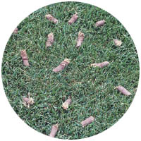 Waseca turfgrass aeration and seeding