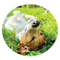 Waseca flea and tick control