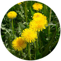 Waseca grass weed control